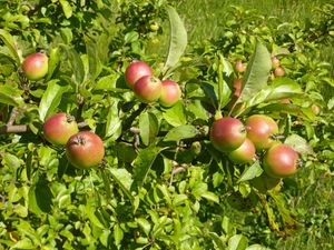 익은 사과(Malus domestica)