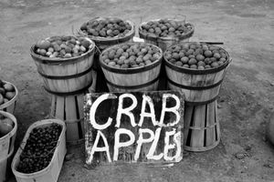 1939년 코네티컷에서 판매되는 해 crab 애플 바구니