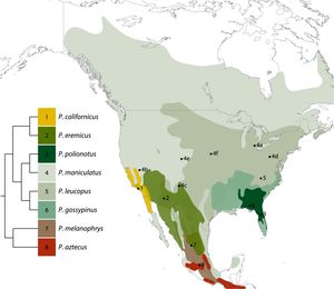 북아메리카의 Peromyscus(사슴쥐) 종과 분포