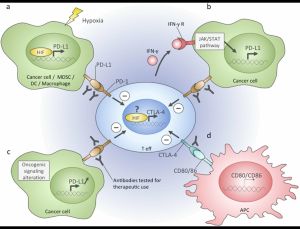 종양 미세 환경 내 면역 관문