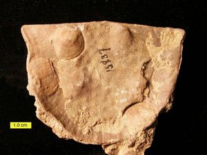 무관절 완족류와 브리오조아가 부착된 오르도비스기 스트로포메니드 완족류