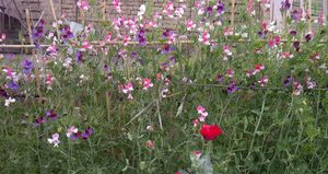 틀에 기어 올라가는 스위트피 침대