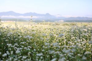 마을 내 메밀밭