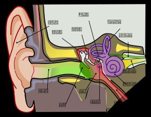 사람 귀의 구조