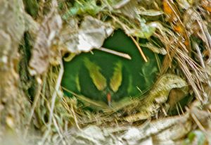 잎과 잔가지로 만든 돔형 둥지의 틈새로 새의 머리가 보인다