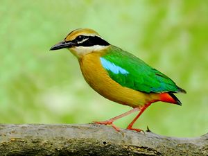 버프와 녹색의 새가 나뭇가지에 서 있다