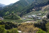 고치현 농업기술센터 차업시험장