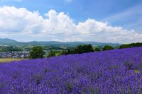 여름의 후라노 분지 (가미후라노정)