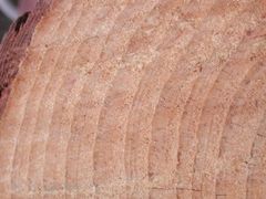 Pinus taeda 단면, 사우스캐롤라이나주 체로에서 연륜을 보여줌.