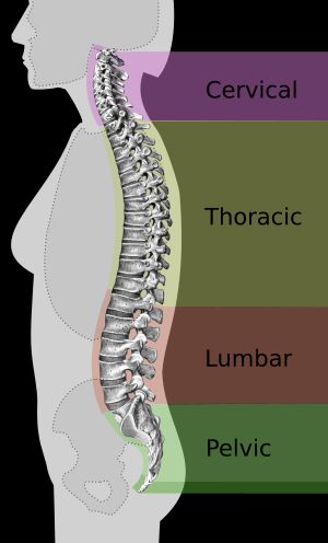 척추 곡선. 하이힐은 척추의 자연스러운 곡선에 영향을 미칠 수 있다.
