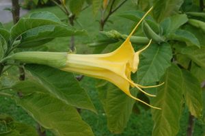 관상-종 모양의 꽃부리, 긴 점을 가지고 관상 꽃받침에서 솟아오름 (브루그만시아 아우레아, 골든 엔젤 트럼펫, 가지과)