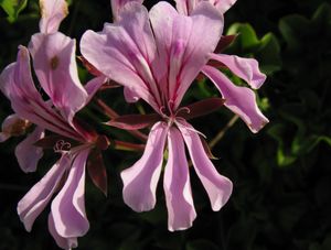 페라고늄 펠타툼(Pelargonium peltatum)의 꽃. 제라늄과 비슷하지만 좌우대칭이다.