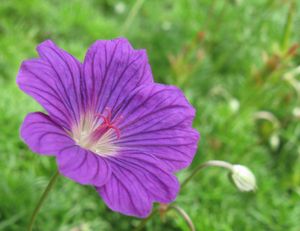 제라늄 인카눔(Geranium incanum)의 꽃. 전형적인 방사형 대칭을 보인다.