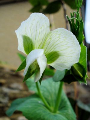 피섬 사티붐(Pisum sativum)의 꽃. 좌우대칭의 예시이다.