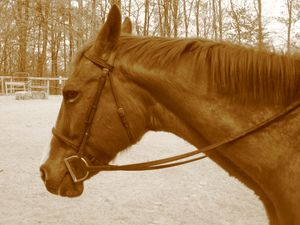짧아지거나 "당겨진" 갈기