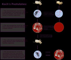 질병에 대한 코흐의 가설
