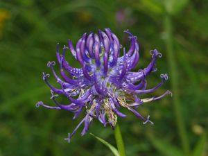 둥근머리 라피온 또는 서식스의 자존심은 서식스 주의 꽃이다.