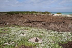 2011년 3월 13일, 미드웨이 환초 동쪽 섬에 1.5 m 높이의 쓰나미가 쓸고 지나간 후 해안가에 쓰래기 더미가 남은 모습.