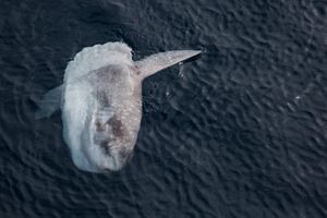 특징적인 수평 햇볕 쬐기 행동