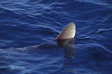 상어 지느러미로 착각하기 쉬운 개복치의 등지느러미