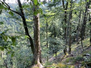 큰 드르노비차 붕괴 싱크홀