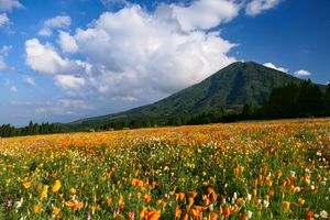 생고마 고원의 꽃밭과 이모리산