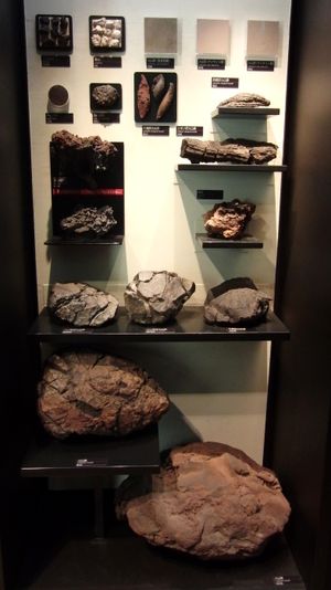 일본 국립과학박물관에 전시된 다양한 화산탄