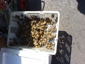 프랑스 시장에서 판매되는 살아있는 달팽이