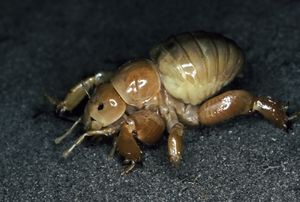 호주의 퀸즐랜드에서 서식하는 지하 곤충 과인 쿨루라 몬스터