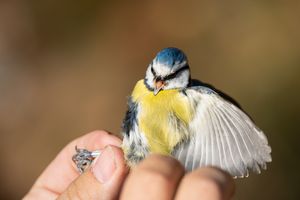 고리표식을 하는 동안 공격성을 보이는 푸른 박새