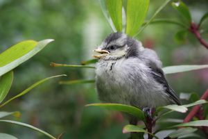 핌리코, 런던의 어린 푸른박새
