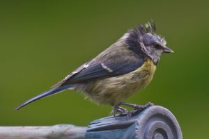 털진드기가 있는 민머리 푸른박새