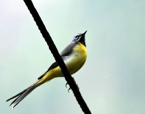 번식기 깃의 수컷 노랑할미새(M. c. melanope)