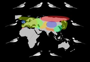 주요 아종의 번식 분포