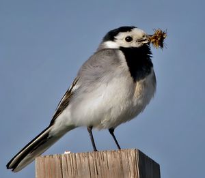 어린 새끼에게 먹이를 주기 위해 부리에 곤충을 물고 있는 스웨덴의 성조