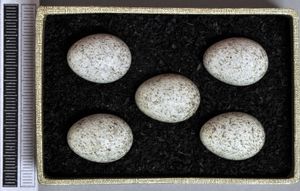 독일 비스바덴 박물관 소장 알