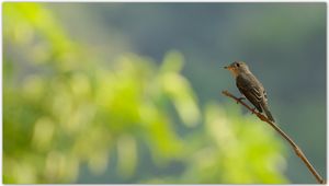 코임바토르 인근의 동남아검은딱새 (인도)