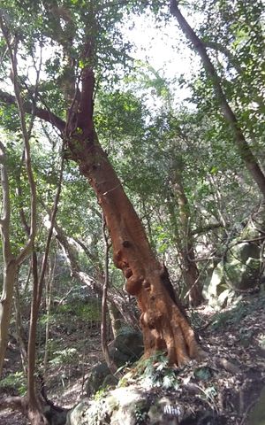 백마산의 바쿠치노키