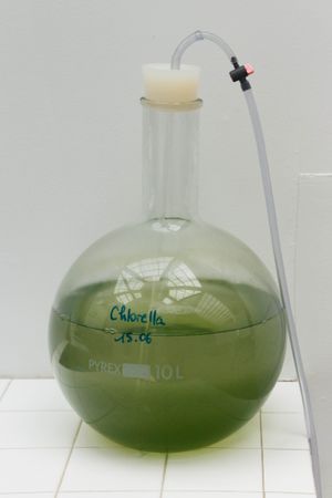 클로렐라 배양, L'Eclosarium, 우아.