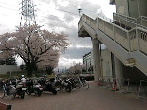 역 앞 벚나무 가로수