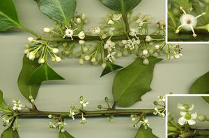 호랑가시나무속(여기에서는 Ilex aquifolium)은 자웅이주이다: (위) 수꽃이 있는 싹; (오른쪽 위) 암꽃에서 확대한 수꽃; (오른쪽 아래) 암꽃 확대, 씨방과 꽃가루가 없는 축소된 불임 수술을 보여준다.