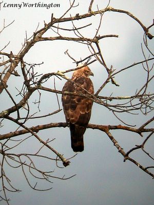 뿔매는 다른 매 종류보다 더 시원하고 온화한 기후의 서식지, 예를 들어 낙엽수림에서 자주 산다.