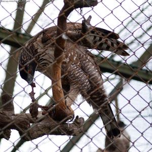 멸종 위협에 처한 일본 아종, N. n. orientalis의 사육 개체