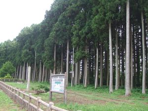 철도 기념물로 지정된 철도 방설림 (2010년 6월)