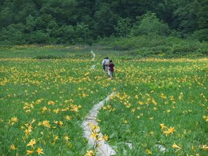 원추리가 피는 타나시로 습원