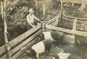 햄프셔돼지가 있는 가족 농장