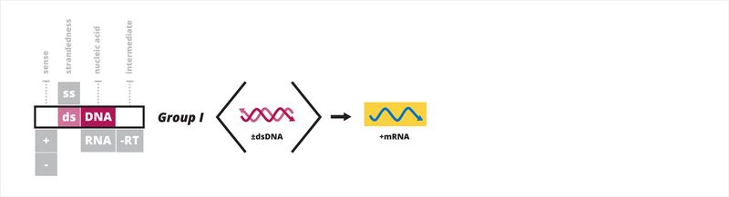 볼티모어 분류에 따른 7개 바이러스 그룹의 시각화