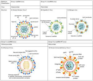볼티모어 분류에 따른 일부 바이러스의 구조: HSV(1군), HCV(4군), DENV(4군), IAV(5군), HIV-1(6군)