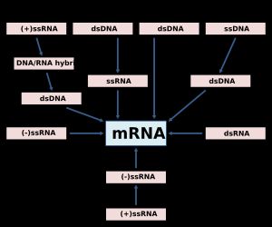 바이러스의 볼티모어 분류는 바이러스성 전령 RNA 합성법에 기초를 둔다.