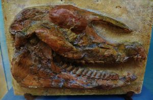 몽마르트르에서 발견된 팔레오테리움의 두개골